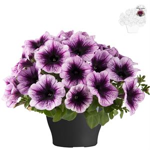 Afbeelding van Petunia TP26 Blueberry